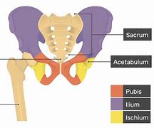 Hip Bone Adalah Tulang