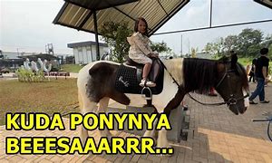 Kuda Poni Besar